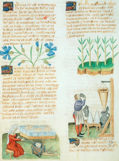 Strona z Tractatus de Herbis autorstwa Dioscoridesa Pedanius autorstwa Italian School