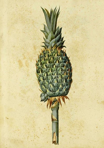 Ananas autorstwa Ulisse Aldrovandi autorstwa Italian School