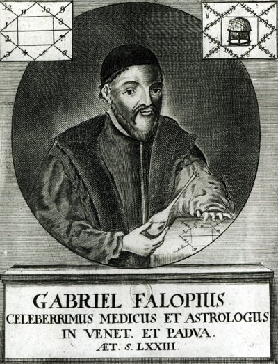 Portret Gabriela Fallopiusa (1523-62) autorstwa Italian School