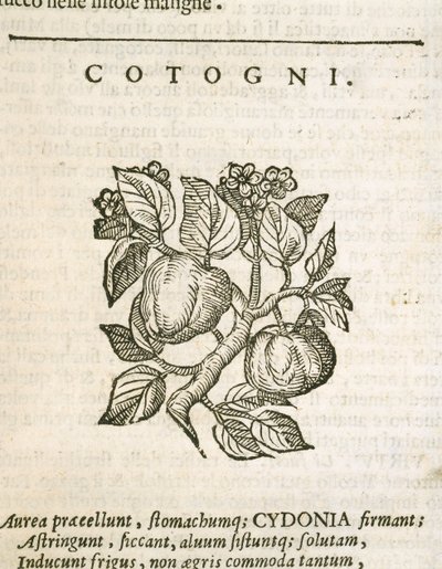 Pigwa (Cydonia oblonga), grawerowana przez Castore Durante autorstwa Italian School