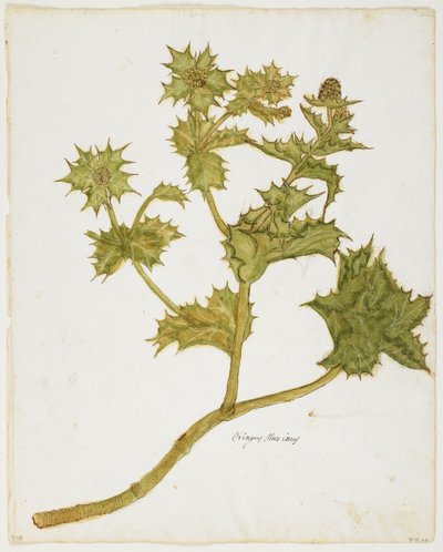 Ostrokrzew (Eringium Maritimum) (wc i tempera na papierze) autorstwa Italian School