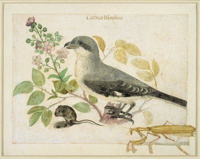 Dzierzba i modliszka (wc na papierze) (dla Muzeum Papieru Cassiano dal Pozzo) autorstwa Italian School