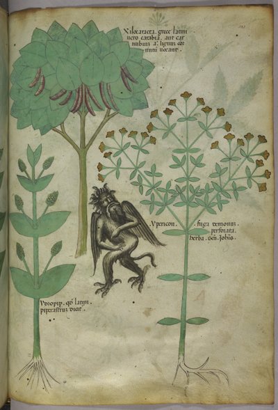 Sloane 4016 f.103 Miniatura roślin i demon: zioło Ypericon, rzekomo odpychające demony, z "Herbal", ok. 1440 (tusz i kolor na welinie) autorstwa Italian School