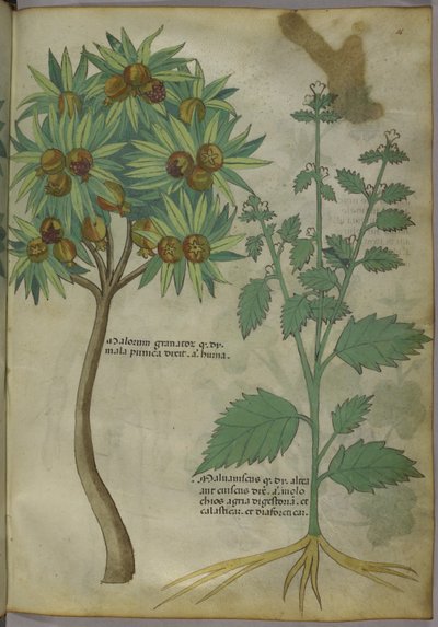 Sloane 4016 f.36 „Traktat o ziołach”, c.1440 (welum) autorstwa Italian School