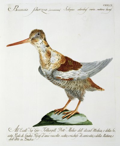 Snipe, c.1767-76 (ręcznie barwiony grawerunek) autorstwa Italian School