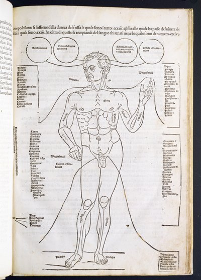 Męska anatomia z Fascilulus Medicinae Johannesa de Ketham (zm. 1490) XV-XVI wiek autorstwa Italian School