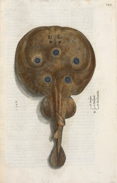 Ryba torpedowa, ilustracja z „Aquatilium Animalium Historiæ liber primus”, Ippolito Salviani autorstwa Italian School