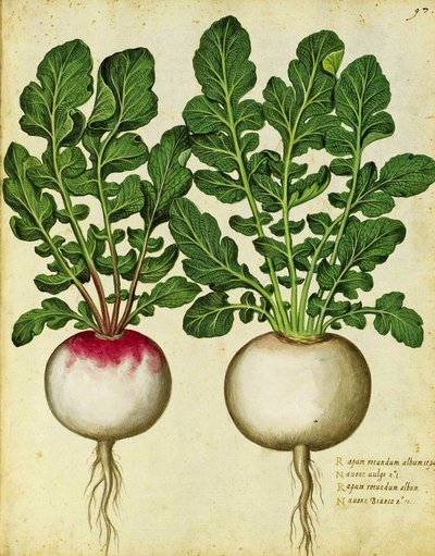 Rzepa Ulisse Aldrovandi autorstwa Italian School