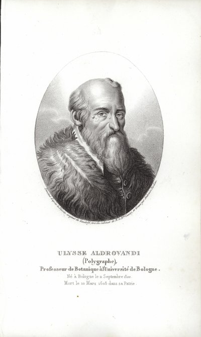 Ulisse Aldrovandi autorstwa Italian School