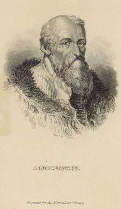 Ulisse Aldrovandi autorstwa Italian School