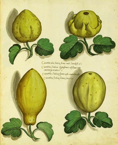 Odmiany Heirloom Squash autorstwa Ulisse Aldrovandi autorstwa Italian School