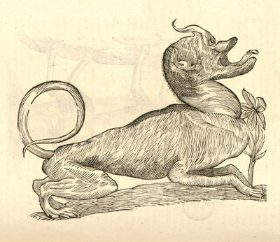 ilustracja Canis monstroso capite z Aldrovandis Historia potworów, 1642 autorstwa Italian School