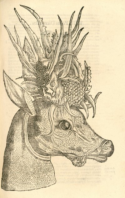 ilustracja Capreolus Polyceros z Aldrovandis Historia potworów, 1642 autorstwa Italian School