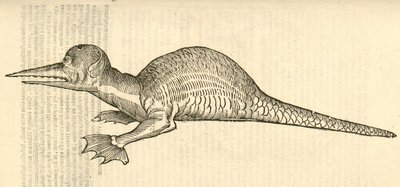ilustracja przedstawiająca bipes Draco marinus monophthalmos z Aldrovandis History of Monsters , 1642 autorstwa Italian School