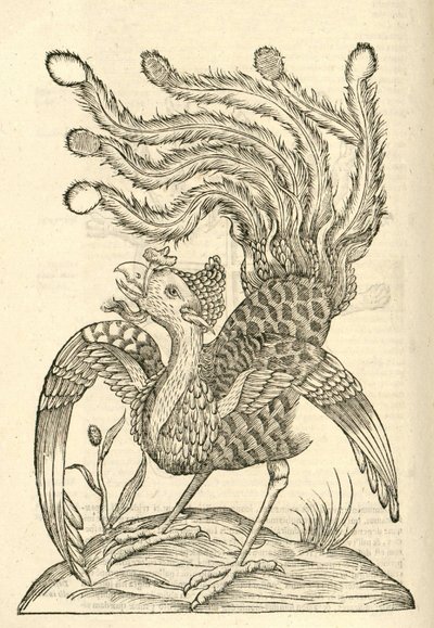 ilustracja Gallus Indicus auritus tridactylus z Aldrovandis Historia potworów , 1642 autorstwa Italian School