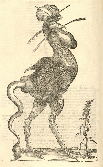 ilustracja Gallus monstrosus z Aldrovandis Historia potworów, 1642 autorstwa Italian School