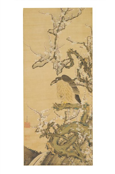 Umetaka-zu (jastrząb na gałęzi kwitnącej śliwy) autorstwa Ito Jakuchu