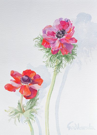 Anemone, 1998 (wc na papierze) (zob. 124451) autorstwa Izabella Godlewska de Aranda