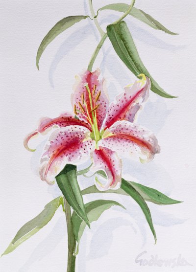 Lily, 1998 (wc na papierze) (patrz także 124443 i 124445) autorstwa Izabella Godlewska de Aranda