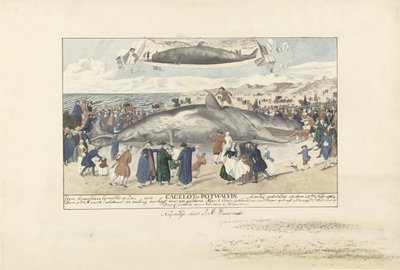 Kaszalot wyrzucony na brzeg w Egmond aan Zee, 1764 Na północ od Egmond op Zee, Cagelot lub Potwhale. wyrzucony żywcem 15 lutego 1764 r. (tytuł na obiekcie) autorstwa J.A. Visser