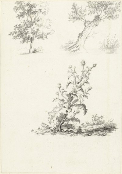 Dwa studia drzewa i ostu autorstwa J.B. Joss (attributed to)
