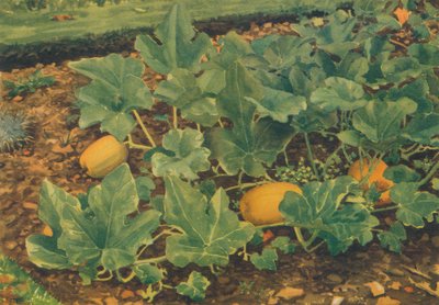 „Szpik warzywny”, 1947 autorstwa JE Sowerby