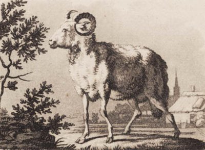 baran autorstwa J.F. Clemens