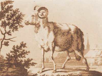 baran autorstwa J.F. Clemens
