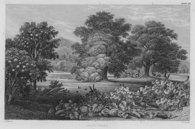 Drzewka owocowe (kolorowe grawerowanie) autorstwa J. (after) Stewart