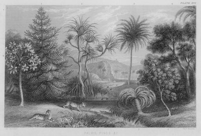 Palmy, Sosny itp. (kolorowe grawerowanie) autorstwa J. (after) Stewart