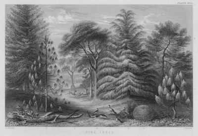Sosny (kolorowy grawerunek) autorstwa J. (after) Stewart