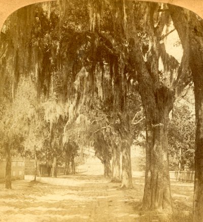 Wejście do St. Augustine na Florydzie, USA, 1901. autorstwa J. F. Jarvis