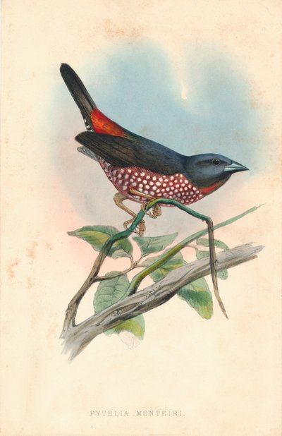 „Pytelia monteiri”, połowa XIX wieku. autorstwa J. Jennens