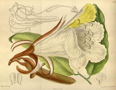 Baikiaea insignis, Fabaceae, Caesalpinioideae autorstwa J. N. Fitch