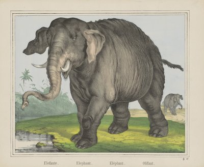 Słoń. / Słoń. / Słoń. / Olifant (tytuł na obiekcie) autorstwa J. Scotti