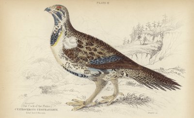 Centrocercus Urophasianus autorstwa J. Stewart