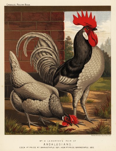Kurczaki andaluzyjskie autorstwa J. W. (after) Ludlow