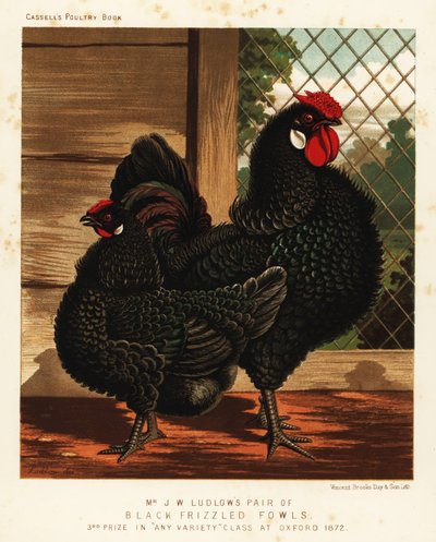 Czarny kędzierzawy ptactwo, kogut i kura autorstwa J. W. (after) Ludlow