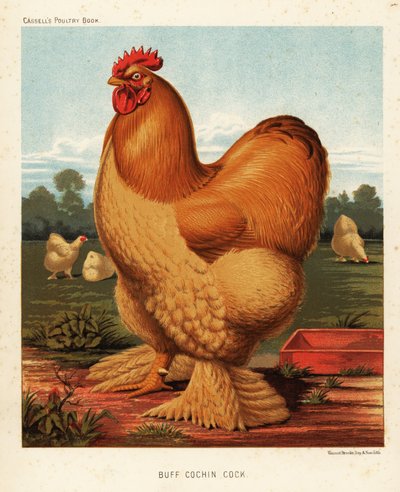 Buff Cochin kogut autorstwa J. W. (after) Ludlow