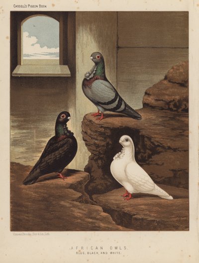 Gołębie: sowy afrykańskie, niebieskie, czarne i białe (kolor lito) autorstwa J. W. (after) Ludlow