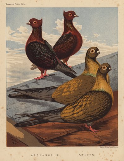 Gołębie: Archaniołowie; Jerzyki (kolor lito) autorstwa J. W. (after) Ludlow