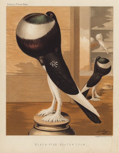Gołębie: Kutas Pouter Fied (kolor lito) autorstwa J. W. (after) Ludlow