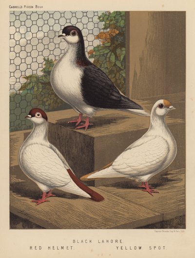 Gołębie: Czarny Lahore; Czerwony hełm; Żółta plama (kolor lito) autorstwa J. W. (after) Ludlow