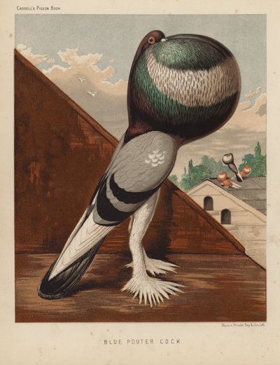 Gołębie: Blue Pouter Cock (kolor lito) autorstwa J. W. (after) Ludlow