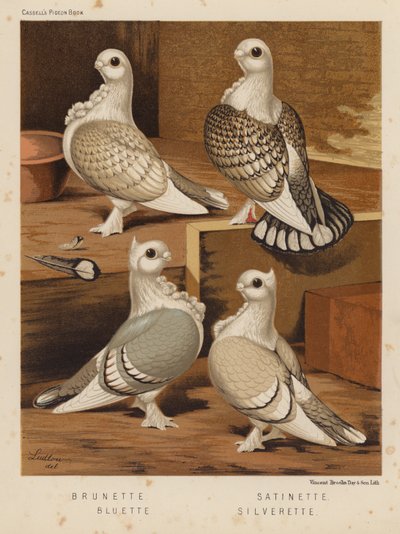 Gołębie: Brunetki; Satyna; Bluette; Silverette (kolor lito) autorstwa J. W. (after) Ludlow