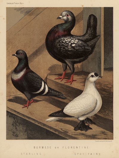 Gołębie: birmańskie lub florenckie; Szpak; Spot Fairy (kolor lito) autorstwa J. W. (after) Ludlow
