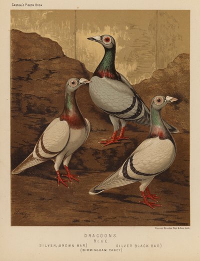 Gołębie: Dragoons, Blue, Silver, Brown Bar, Silver, Black Bar, Birmingham Fancy (kolor lito) autorstwa J. W. (after) Ludlow