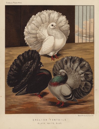 Gołębie: Fantails angielskie, czarne, białe, niebieskie (kolor lito) autorstwa J. W. (after) Ludlow