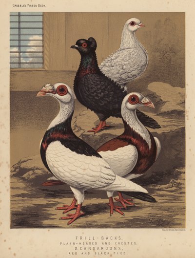 gołębie: falbany, gładkie i czubate; Scandaroons, Red and Black Pied (kolor lito) autorstwa J. W. (after) Ludlow