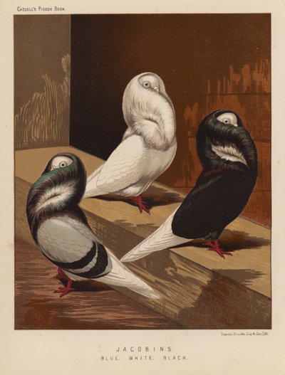 Gołębie: Jakobiny, Niebieskie, Białe, Czarne (kolor lito) autorstwa J. W. (after) Ludlow